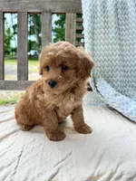 Annie, a female Miniature Labradoodle for sale in Archbold, OH – 3 of 6
