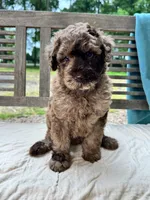 Marley, a female Labradoodle for sale in Archbold, OH – 5 of 5