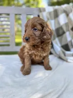Winston, a male Labradoodle for sale in Archbold, OH – 5 of 5
