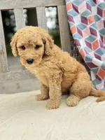 Scarlet, a female Labradoodle for sale in Archbold, OH – 4 of 4