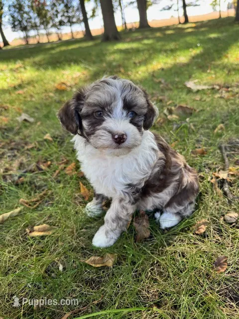 Hazel – Labradoodle puppy on hold in Archbold, OH