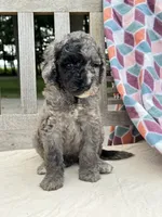 Jagger, a male Labradoodle for sale in Archbold, OH – 5 of 5