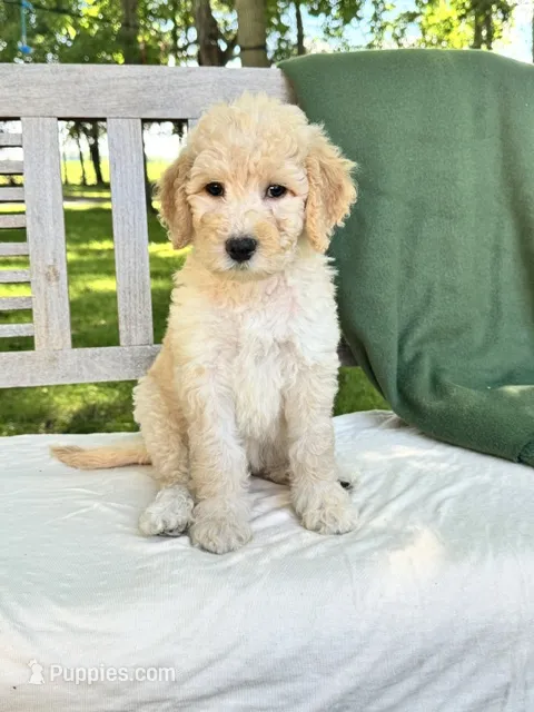 Magnolia – Labradoodle puppy for sale in Archbold, OH