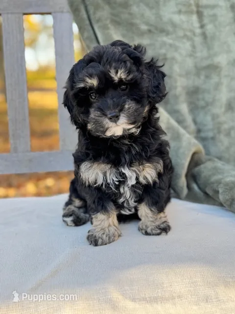 Amelia – Schnoodle puppy for sale in Archbold, OH
