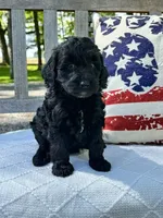 Betsy, a female Labradoodle for sale in Archbold, OH – 2 of 4