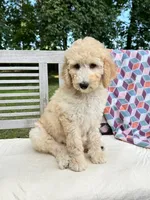 Harper, a female Labradoodle for sale in Archbold, OH – 7 of 7
