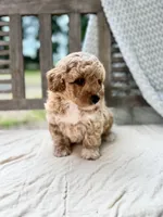 Norris, a male Miniature Labradoodle for sale in Archbold, OH – 3 of 5