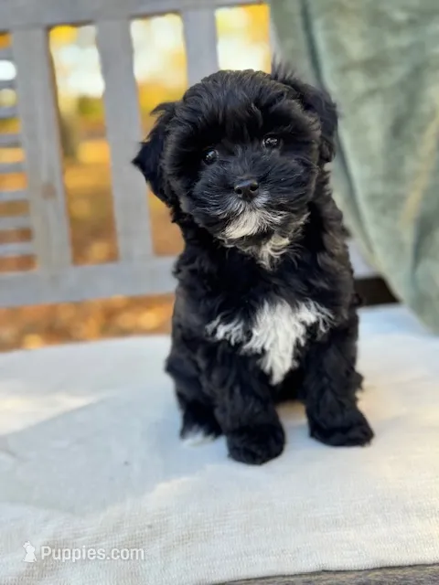 Minnie – Schnoodle puppy for sale in Archbold, OH