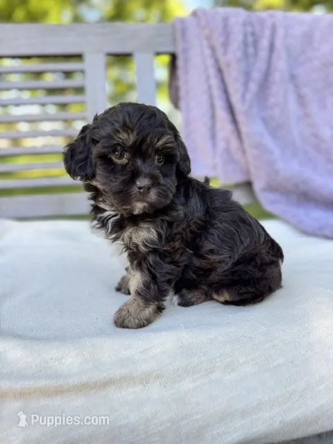 Eleanor – Schnoodle puppy on hold in Archbold, OH