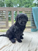 Nova, a female Labradoodle for sale in Archbold, OH – 4 of 5