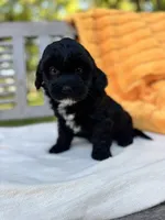 Franklin, a male Labradoodle for sale in Archbold, OH – 6 of 6
