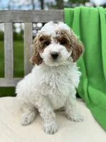 Mya, a female Miniature Labradoodle for sale in Archbold, OH – 1 of 4