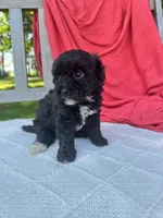 Piper, a female Poodle - Miniature  for sale in Archbold, OH – 5 of 5