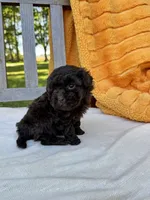 Hunter, a male Labradoodle for sale in Archbold, OH – 3 of 4