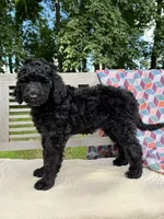 Lola, a female Labradoodle for sale in Archbold, OH – 4 of 6