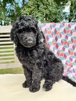Lola, a female Labradoodle for sale in Archbold, OH – 2 of 6