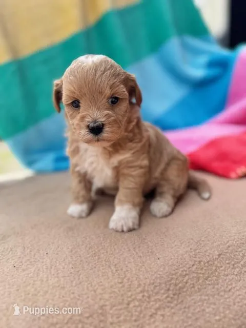 Violet – Miniature Labradoodle puppy for sale in Archbold, OH