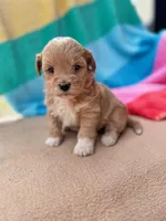 Violet, a male Miniature Labradoodle for sale in Archbold, OH – Photo 1 of 5