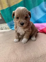 Violet, a male Miniature Labradoodle for sale in Archbold, OH – Photo 5 of 5