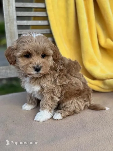Violet – Miniature Labradoodle puppy for sale in Archbold, OH