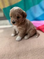 Violet, a male Miniature Labradoodle for sale in Archbold, OH – Photo 3 of 5