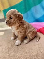 Violet, a male Miniature Labradoodle for sale in Archbold, OH – Photo 2 of 5
