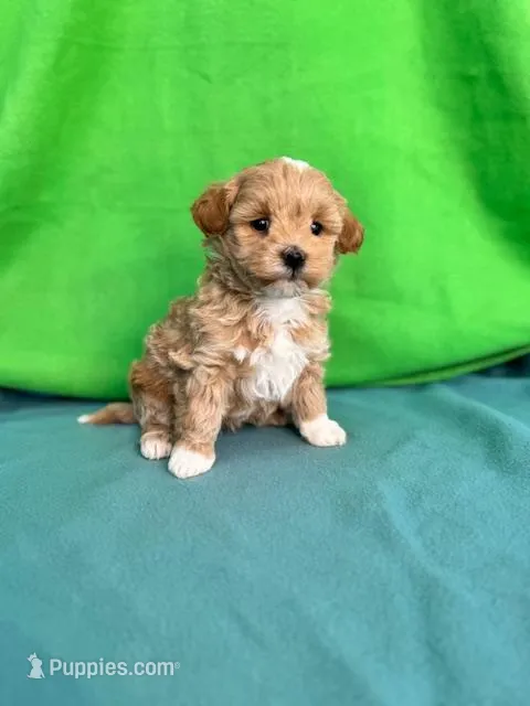 Violet – Miniature Labradoodle puppy for sale in Archbold, OH