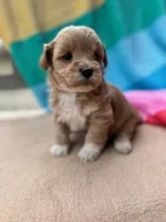 Violet, a male Miniature Labradoodle for sale in Archbold, OH – Photo 4 of 5