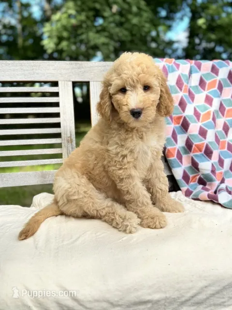 Savannah – Labradoodle puppy for sale in Archbold, OH