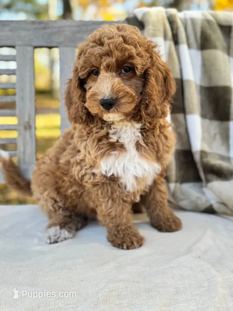 Zeke – Labradoodle puppy for sale in Archbold, OH