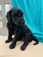 Theo, a male Labradoodle for sale in Archbold, OH – Photo 3 of 4