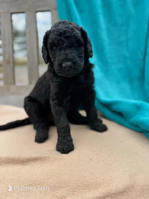 Theo – Labradoodle puppy for sale in Archbold, OH