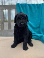 Theo, a male Labradoodle for sale in Archbold, OH – Photo 4 of 4