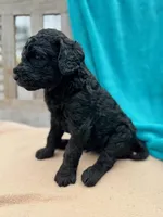 Theo, a male Labradoodle for sale in Archbold, OH – Photo 2 of 4