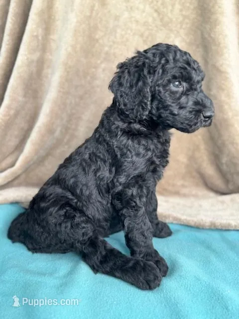 Theo – Labradoodle puppy for sale in Archbold, OH