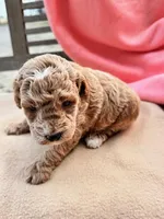Martin, a female Miniature Labradoodle for sale in Archbold, OH – Photo 2 of 4