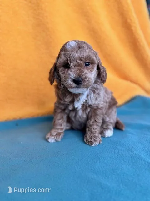 Martin – Miniature Labradoodle puppy for sale in Archbold, OH