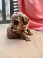 Martin, a female Miniature Labradoodle for sale in Archbold, OH – Photo 4 of 4