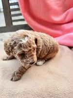 Martin, a female Miniature Labradoodle for sale in Archbold, OH – Photo 3 of 4
