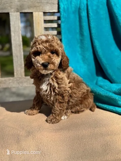Martin – Miniature Labradoodle puppy for sale in Archbold, OH