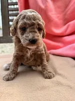 Martin, a female Miniature Labradoodle for sale in Archbold, OH – Photo 1 of 4