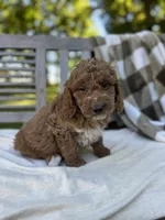 Zeke, a male Labradoodle for sale in Archbold, OH – 4 of 4