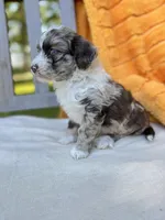 Hazel, a male Labradoodle for sale in Archbold, OH – 6 of 6