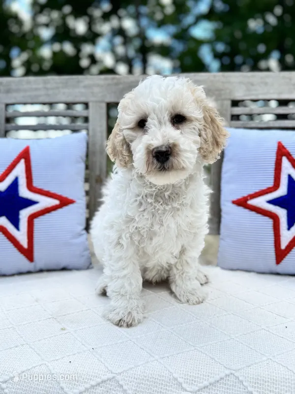 Stanley – Labradoodle puppy for sale in Archbold, OH