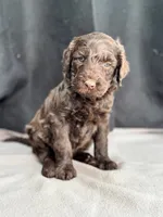 Holly, a female Labradoodle for sale in Archbold, OH – Photo 1 of 8
