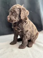 Holly, a female Labradoodle for sale in Archbold, OH – Photo 7 of 8
