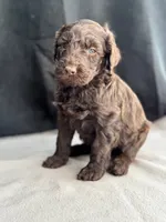 Holly, a female Labradoodle for sale in Archbold, OH – Photo 6 of 8