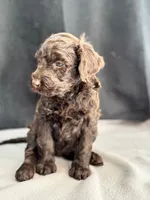 Holly, a female Labradoodle for sale in Archbold, OH – Photo 2 of 8