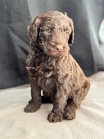 Holly, a female Labradoodle for sale in Archbold, OH – Photo 8 of 8