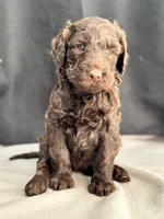 Holly, a female Labradoodle for sale in Archbold, OH – Photo 3 of 8